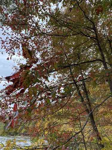 Black gum(Nyssa sylvatica)