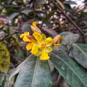 Mickey Mouse plant(Ochna serrulata)