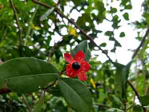Mickey Mouse plant(Ochna serrulata)