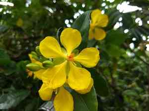 Mickey Mouse plant(Ochna serrulata)