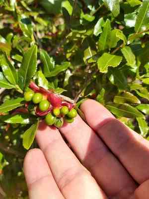 Mickey Mouse plant(Ochna serrulata)