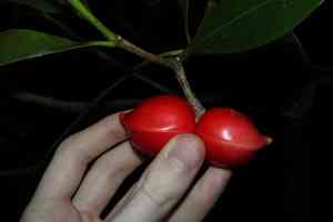 Elliptic yellowwood(Ochrosia elliptica)