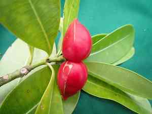 Elliptic yellowwood(Ochrosia elliptica)