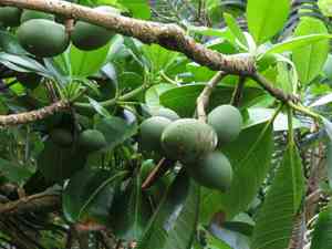 Ochrosia oppositifolia(Ochrosia oppositifolia)