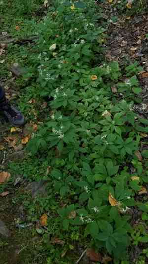 Whorled wood aster(Oclemena acuminata)