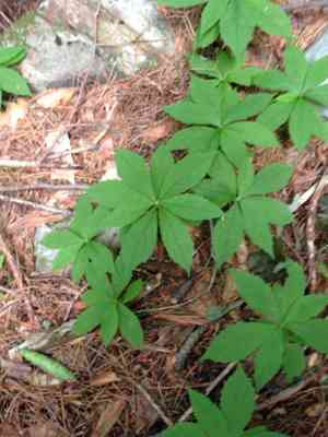 Whorled wood aster(Oclemena acuminata)