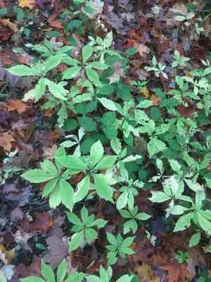 Whorled wood aster(Oclemena acuminata)