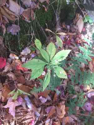 Whorled wood aster(Oclemena acuminata)