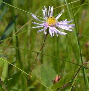 Bog aster(Oclemena nemoralis)