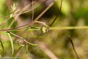 Bog aster(Oclemena nemoralis)