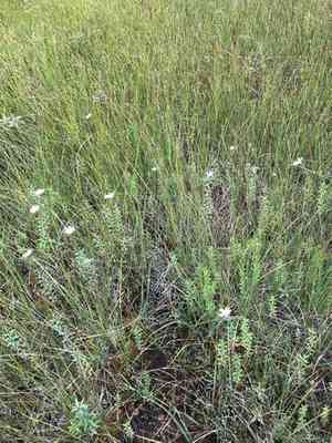 Bog aster(Oclemena nemoralis)