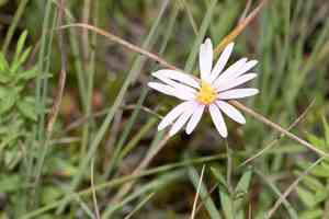 Bog aster(Oclemena nemoralis)