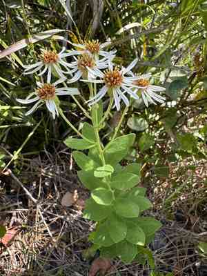 Pine barren whitetop aster(Oclemena reticulata)