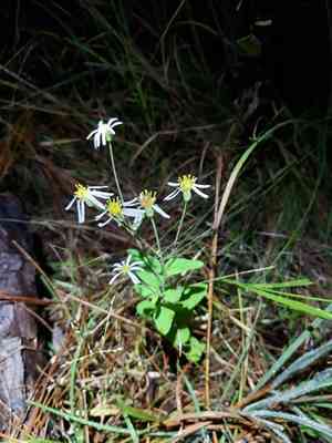 Pine barren whitetop aster(Oclemena reticulata)