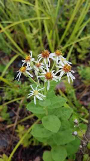 Pine barren whitetop aster(Oclemena reticulata)