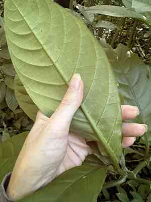 Mottled Toothedthread(Odontonema cuspidatum)