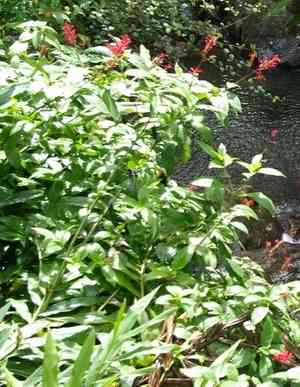 Mottled Toothedthread(Odontonema cuspidatum)