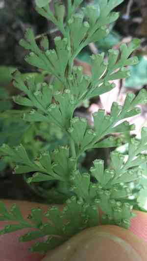 Lace fern(Odontosoria chinensis)