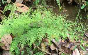 Lace fern(Odontosoria chinensis)
