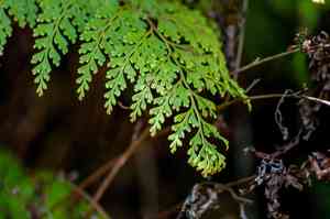 Lace fern(Odontosoria chinensis)