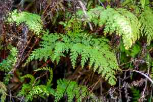Lace fern(Odontosoria chinensis)