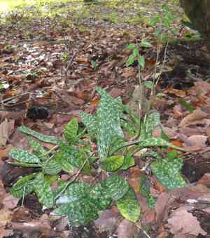 African spotted orchid(Oeceoclades maculata)