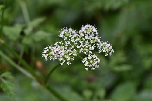 Java Dropwort Java waterdropwort (Oenanthe javanica) Care Guide: Pests, Diseases ...