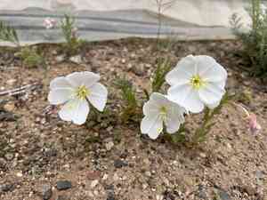 Whitest Evening Primrose(Oenothera albicaulis)