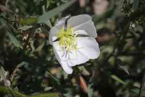 Whitest Evening Primrose(Oenothera albicaulis)
