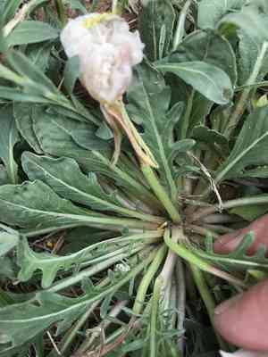Whitest Evening Primrose(Oenothera albicaulis)
