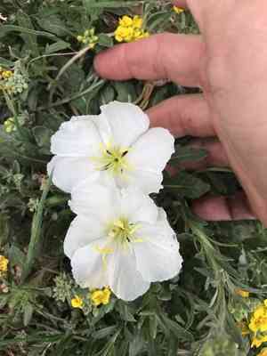 Whitest Evening Primrose(Oenothera albicaulis)