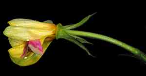 Common evening-primrose(Oenothera biennis)