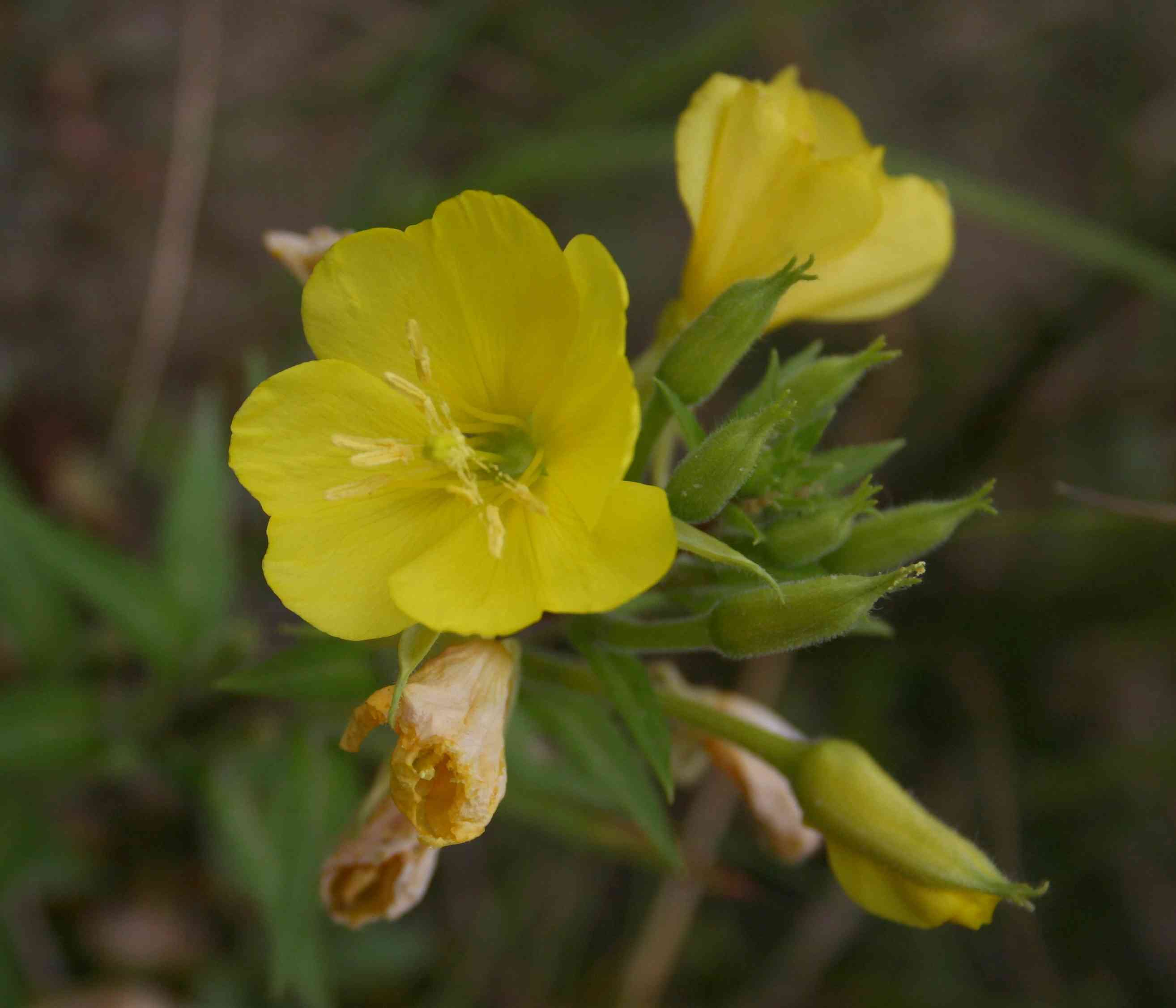 Common evening-primrose(Oenothera biennis)