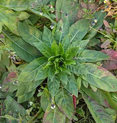 Common evening-primrose(Oenothera biennis)