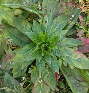 Common evening-primrose(Oenothera biennis)
