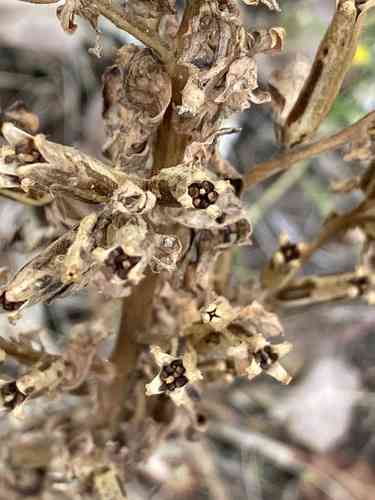 Common evening-primrose(Oenothera biennis)
