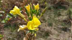 Common evening-primrose(Oenothera biennis)