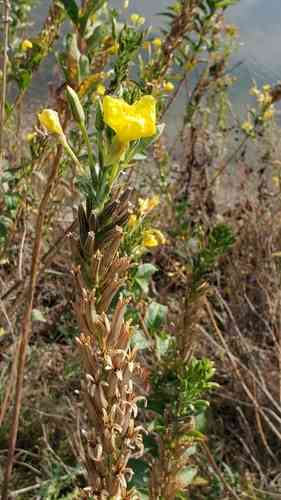 Common evening-primrose(Oenothera biennis)