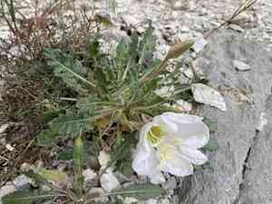 Tufted Evening Primrose(Oenothera cespitosa)