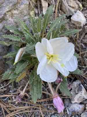 Tufted Evening Primrose(Oenothera cespitosa)