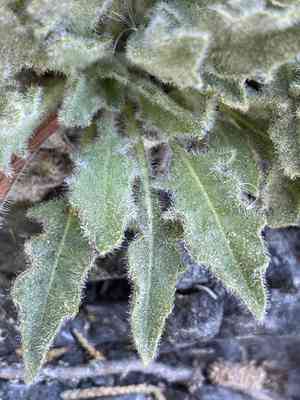 Tufted Evening Primrose(Oenothera cespitosa)