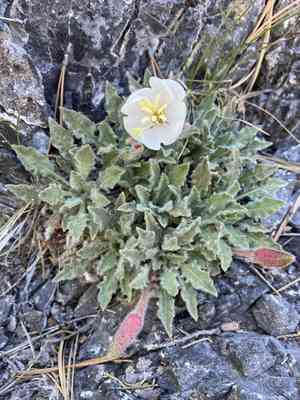 Tufted Evening Primrose(Oenothera cespitosa)