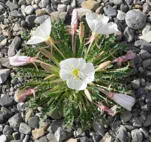 Tufted Evening Primrose(Oenothera cespitosa)