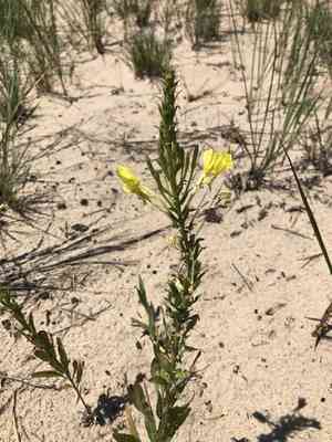 Cleland's evening primrose(Oenothera clelandii)