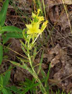 Cleland's evening primrose(Oenothera clelandii)