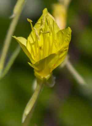 Cleland's evening primrose(Oenothera clelandii)