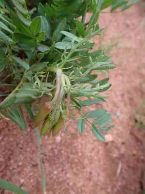 Crownleaf evening primrose(Oenothera coronopifolia)