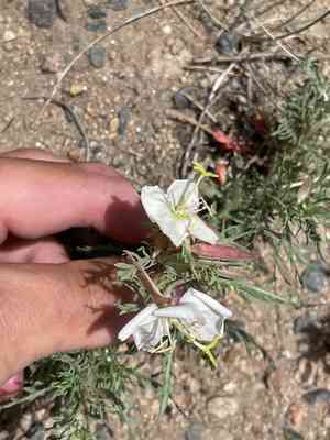 Crownleaf evening primrose(Oenothera coronopifolia)