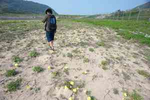 Beach evening primrose(Oenothera drummondii)