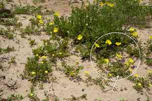 Beach evening primrose(Oenothera drummondii)